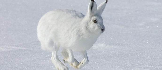 Ruski zec-ekstrem postao zvijezda interneta