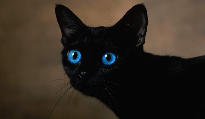 Ruski medij mačaka procenjen je na sedamnaest miliona