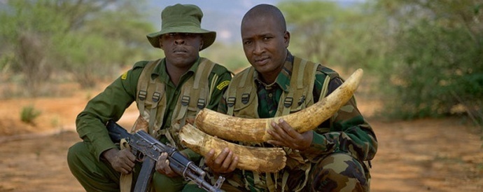Ružičasta boja spašava slonove od propovjednika