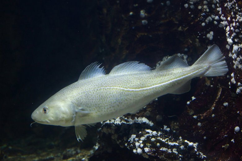 Najzdravija riba živi u sibirskim jezerima