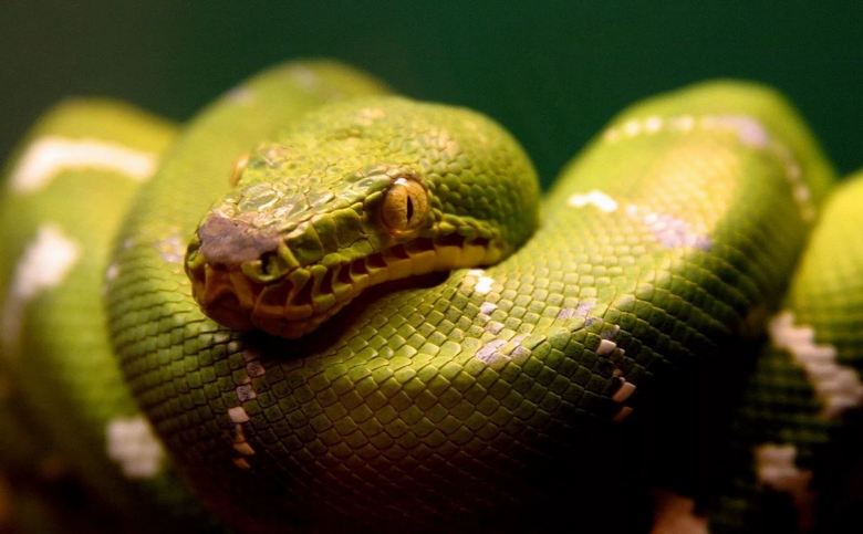 Najveće zmije uhvaćene na kamkorderu
