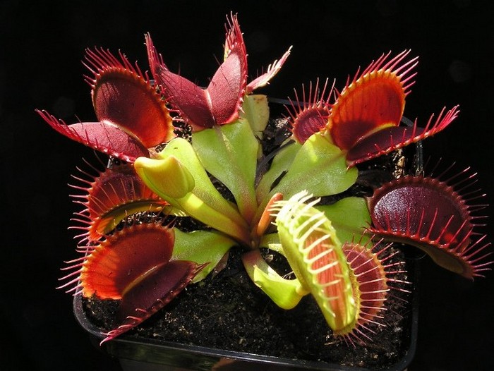 Najneobičnije cvijeće na svijetu