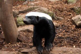 Najneobičnije životinje