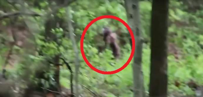 Yeti ženka sa mladunčetom pala je u objektiv naučnika