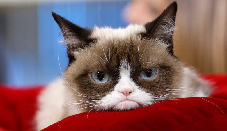 Najpoznatija mačka na svijetu, koja je nestala, ponuđena je kloniranjem.