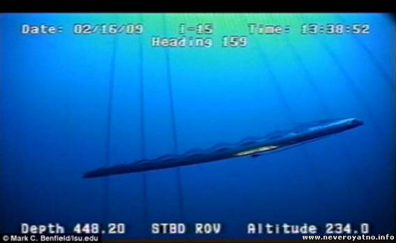 Kralj haringe pao je u objektiv nadzorne kamere. Video.