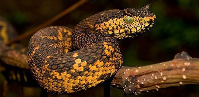 Selfije za sto pedeset hiljada dolara želite?