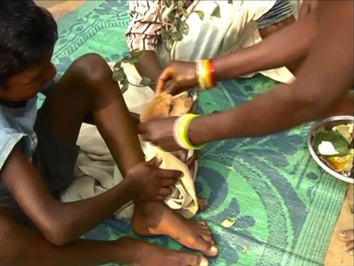 Sedmogodišnji dečak oženio je psa lutalicu