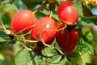 Šipka ublažava bol, naučnici su dokazali