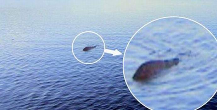 Škoti su četvrt vijeka lovili soma umjesto čudovišta Loch Ness