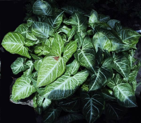 singonij u kući: znakovi i praznovjerja syngonium predznaci i praznovjerja