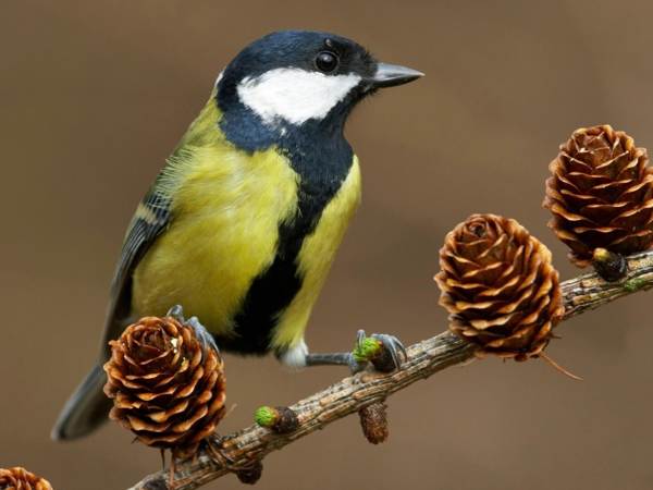 Sjenica je u kuću uletjela kroz prozor ili balkon: do čega će to dovesti? 