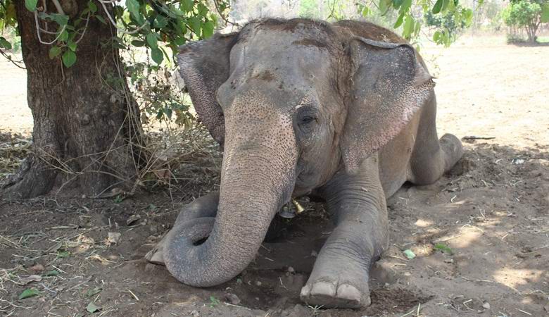 Slon je ubio vlastitog gospodara i sakrio leš