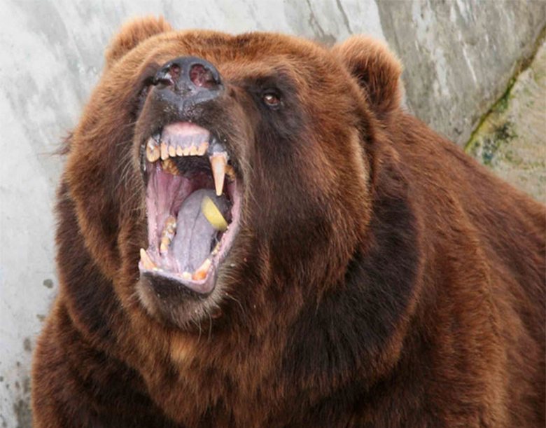 Hrabar dečko spasio je rodbinu od medveda