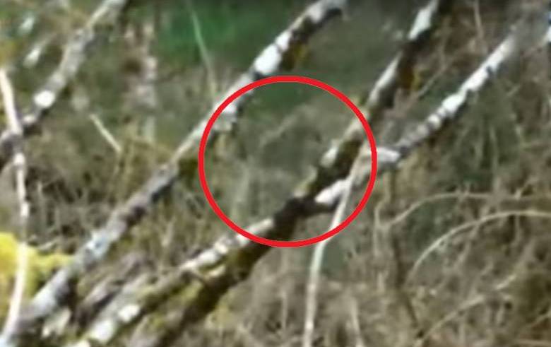 Bigfoot može postati nevidljiv