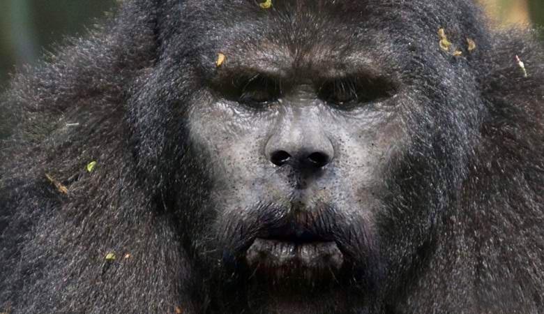Bigfoot ozbiljno uplašio kanadskog lovca