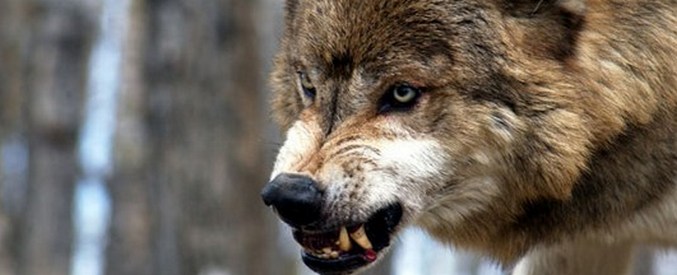 Psi nisu potomci vukova