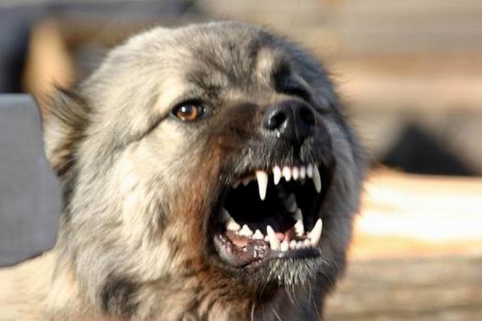 Jesu li i psi poludjeli?