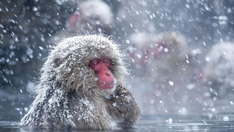 Brzovidljivost japanskih makaka prosto je zadivljujuća  title=
