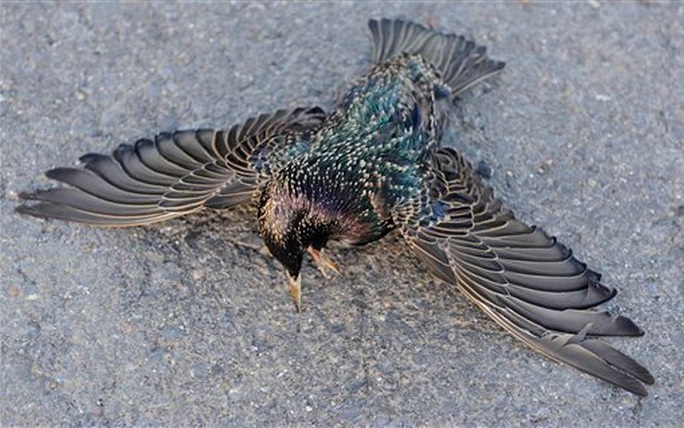 Stotine starica je odmah umrlo i palo je na zemlju u Juti