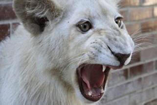 Zaposleni u kineskom zoološkom vrtu čudom su uspeli da spasu malu devojčicu iz usta lava. Video