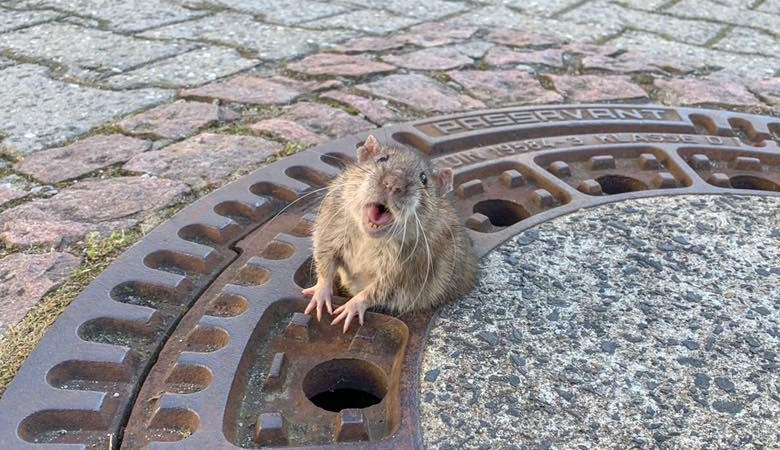 Spasioci su oslobodili debelog štakora zaglavljenog u kanalu za kanalizaciju