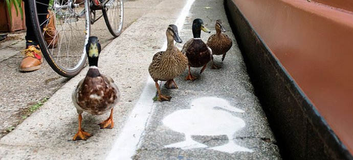 U Velikoj Britaniji pojavili su se posebni tragovi patke