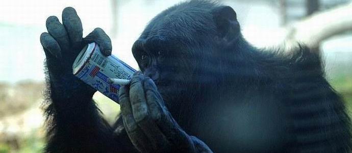 Alkoholičari su među čimpanzama