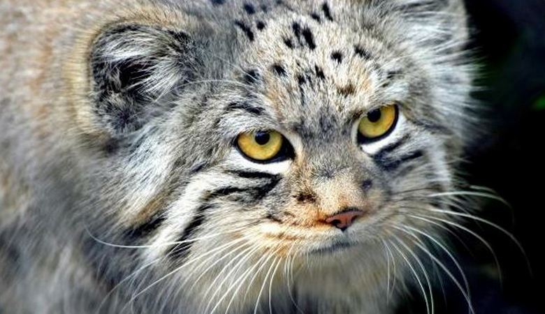 Starica koja je sklonila malo mače, dobila vjernog prijatelja i zaštitnika