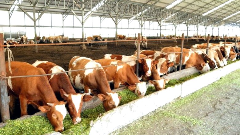 Isplati li se masovno odustati od mesa