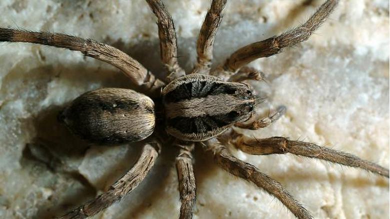 Vrijedi li ubiti pauke?