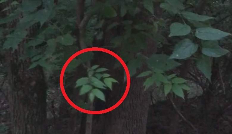 Čudna grana u šumi beskrajno se sama ljubi