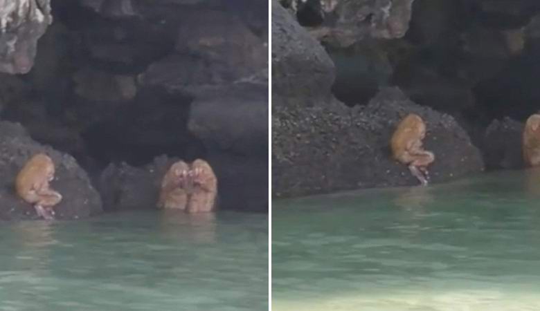 Čudna muzička stvorenja pogodila video na Tajlandu