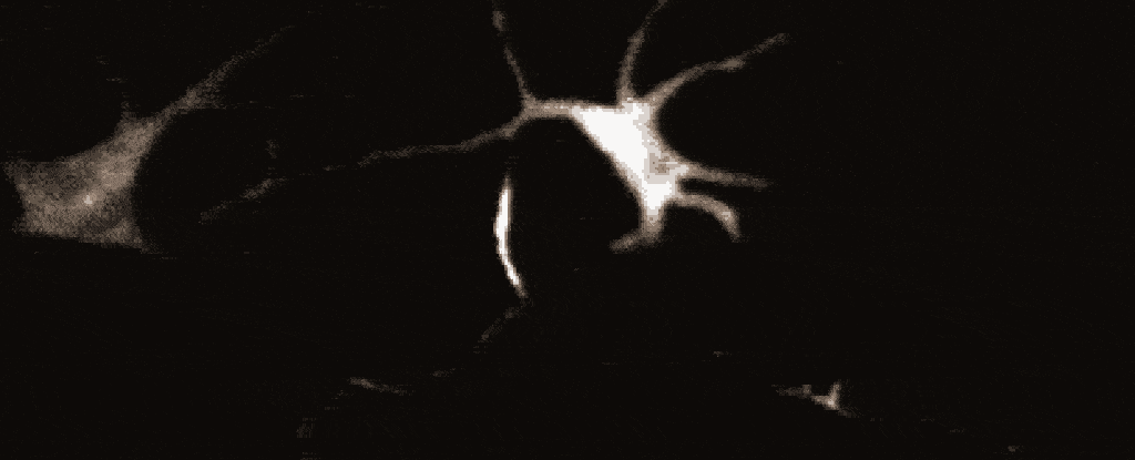 Čudni signali nalik neuronima prvi put pronađeni u ćelijama kože 