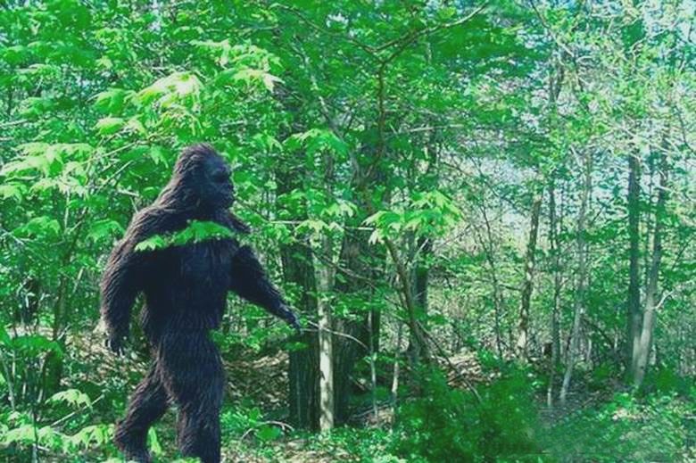 Čudno humanoidno stvorenje palo je u objektiv kamere