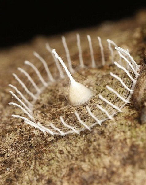 Čudna formacija paučina pronađena u amazonskoj džungli