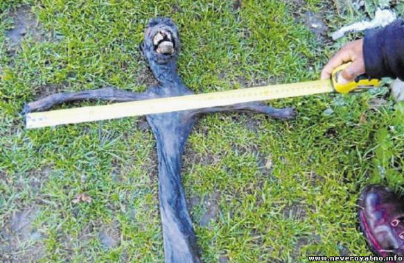 Čudno stvorenje otkriveno u Južnoj Africi