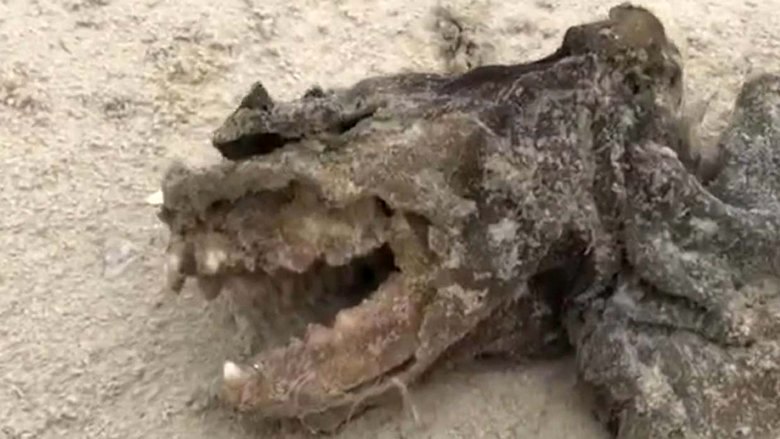 Čudno stvorenje bacilo se na Charleston Beach