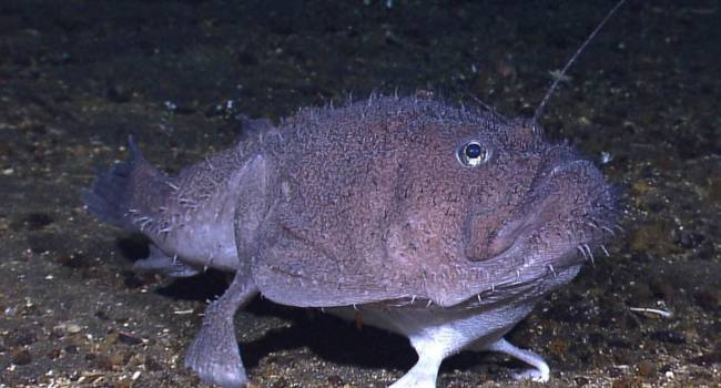 Čudna riba s nogama koju su otkrili istraživači