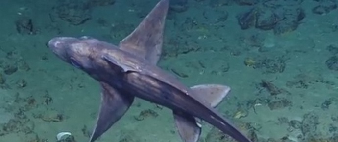 Strašna himera-himera prestrašila je naučnike