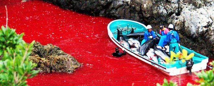 Počela je strašna sezona lova na dupine