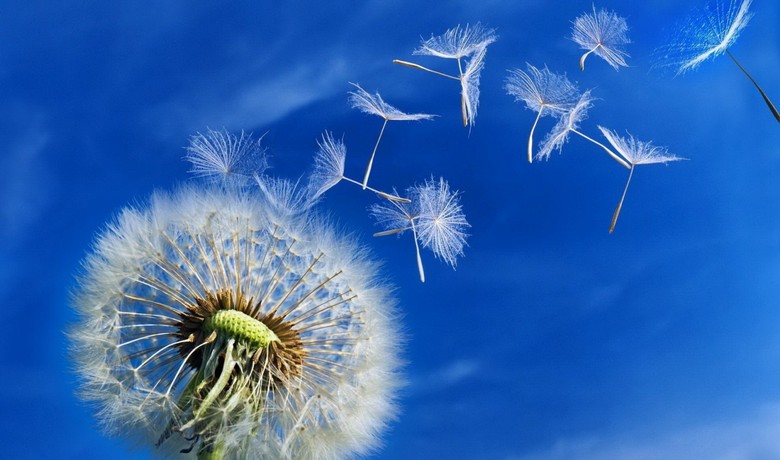 Struktura sjemenki maslačka je nekoliko puta efikasnija od sličnih uređaja koje je izumio čovjek