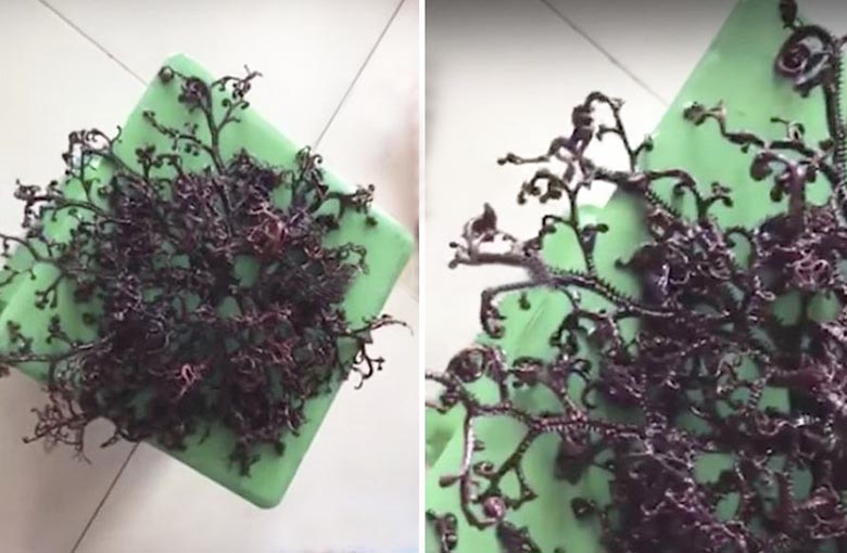 Stvorenje nepoznatog porijekla pronađeno u Vijetnamu