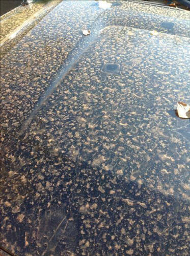 Prikaži sliku na Twitteru