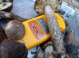 Misteriozno zračenje napalo norveške jelene