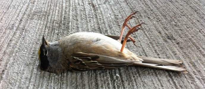 Tajanstveno mjesto masovnih samoubistava ptica u Indiji