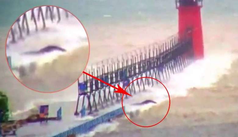 Tajanstveno stvorenje otkriveno na jezeru Michigan