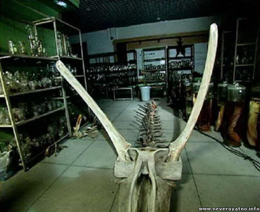 Tajna kineskog morskog zmaja