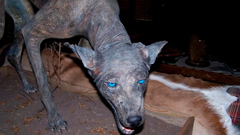 Sada je Chupacabra uplašio narod Kazahstana