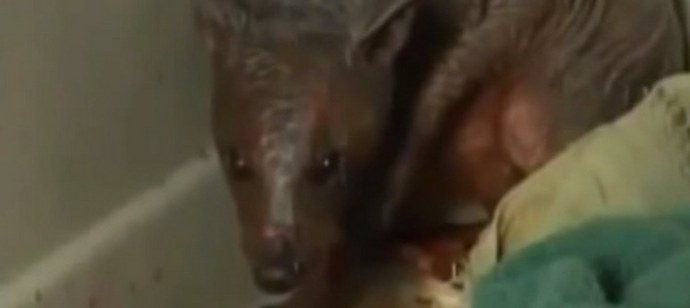 Sada Chupacabra divlja na Altajskom teritoriju